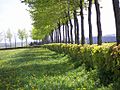 Rotbuchenhecke in der Eifel