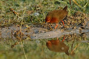 Ruddy-breasted Crake