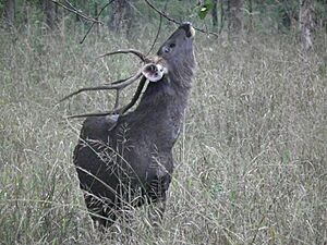 Sambar Stag