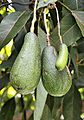 Seedless Avocado in Mexico