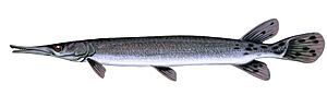 Shortnose gar (8741579406)