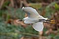 Snowy Egret flying 0587