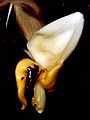 Stanhopea cirrhata Orchi 001