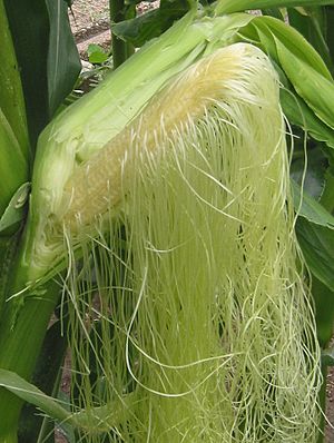 Suikermais bloeiende kolf Zea mays