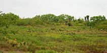 Tamaulipan thornscrub, State Highway 4, Cameron Cameron County, Texas, USA (11 April 2016)