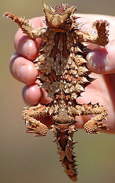 Thorny Devil crop