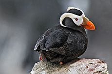 Tufted Puffin Alaska