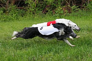 Two Silken Windhounds, running