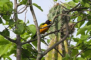 Velvet-fronted Euphonia.jpg