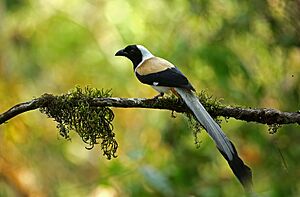 White-bellied treepie - Dendrocitta leucogastra).jpg