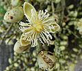 Wodyetia bifurcata flower