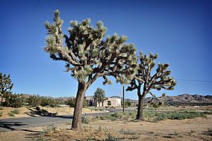 Yucca Valley California 2017.jpg