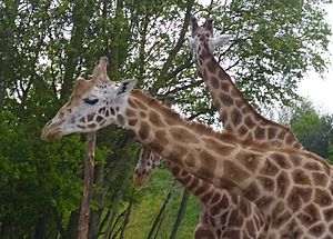 ZufariGiraffeCropped