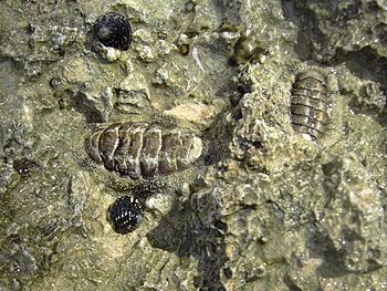 Acanthopleura granulata with Nerita tessellata