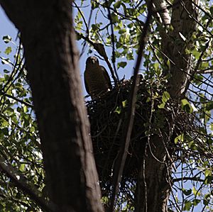 Accipiter cooperii nest