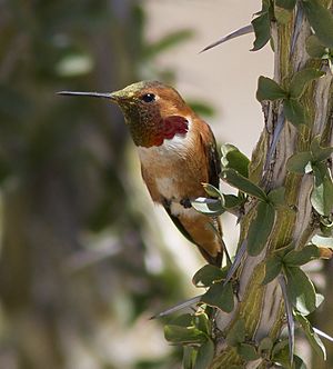 Allen's Hummingbird (Selasphorus sasin)