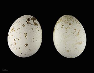 Aquila rapax belisarius MHNT.ZOO.2010.11.91.2