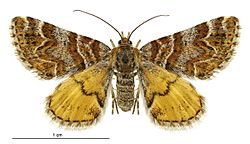 Arctesthes catapyrrha female.jpg