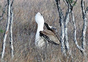 Australian Bustard JCB