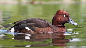 Aythya nyroca at Martin Mere 1.jpg