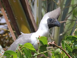 Bare-faced Go-away-bird RWD5