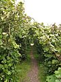 Boscobel - nut orchard