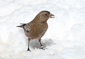 Brown-capped Rosy-finch