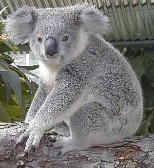 Bundaleer the Koala on Display in 2000