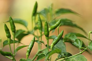 Capsicum frutescens fruits green