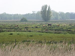 Castle Marshes 2.jpg