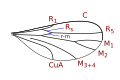 Catochini wing veins