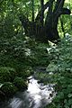 Cercidiphyllum japonicum05s3200