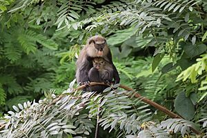 Cercopithecus campbelli 213811519.jpg