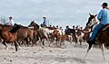 Chincoteague ponies by Bonnie Gruenberg5