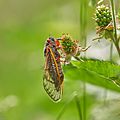 Cicada Brood X 2021 Perry Hall