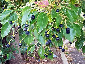 Cinnamomum camphora Turramurra railway