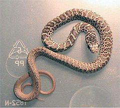 Coluber constrictor flaviventris