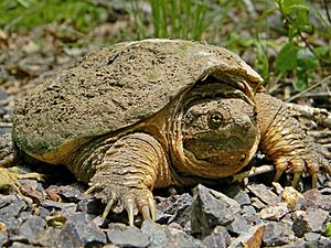 Common Snapping Turtle Close Up