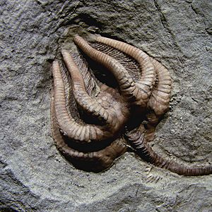 Crinoïde Carbonifère 8127