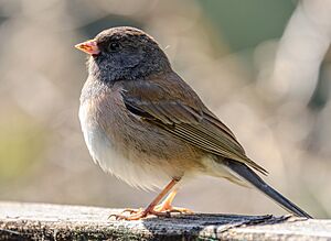 Dark-eyed junco - 53622352964 (cropped)