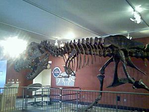 Dinosaur Skeleton