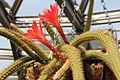 Discocactus martianus pm1