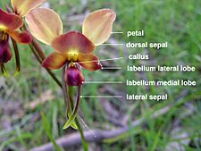 Diuris orientis labelled