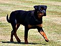 Dog rottweiler