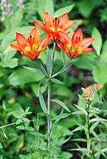 DwWesternwoodlily1