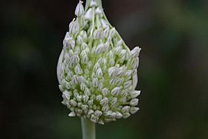 Elephant Garlic (Allium ampeloprasum) 2.jpg