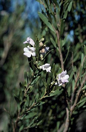 Eremophila paisleyi.jpg