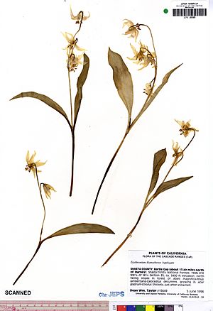 Erythronium klamathense JEPS109905.jpg