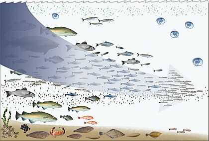 Fishing down the food web