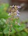 Flower of Coleus aromaticus